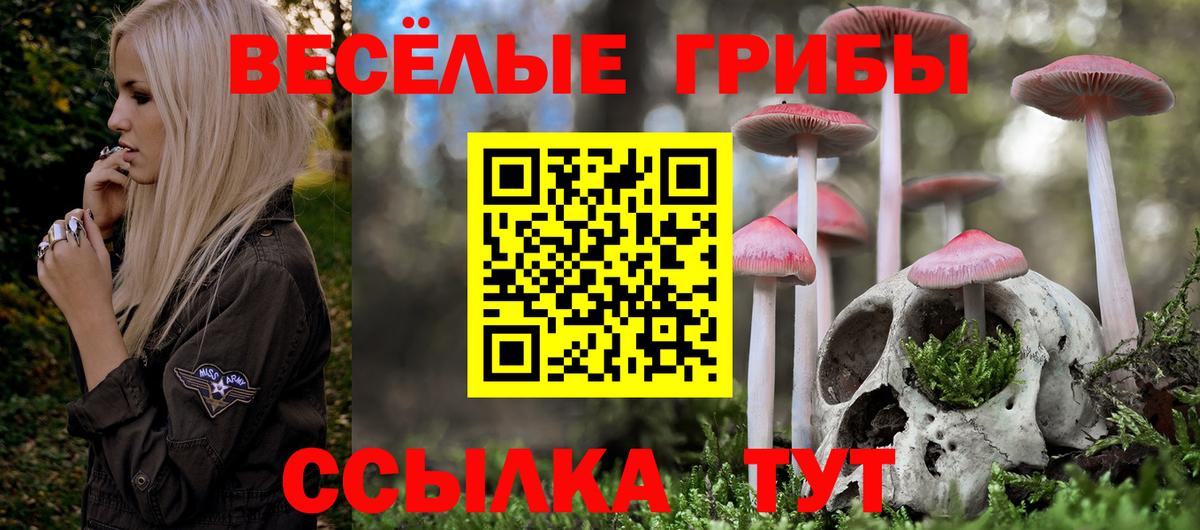 Киселёвск  Галлюциногенные грибы Psilocybe  Вход с VPN 